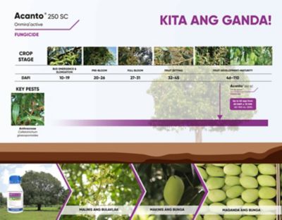 Acanto timing of application